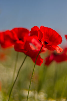 Blume des Friedens
