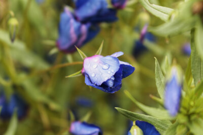 Boom of Blue Purple
