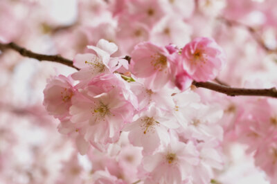 Kirschblüte 1