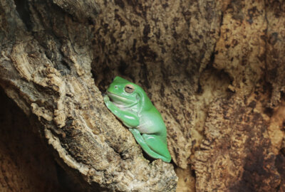 Küss den Frosch