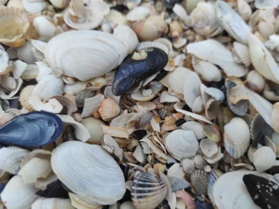 Muscheln teppich