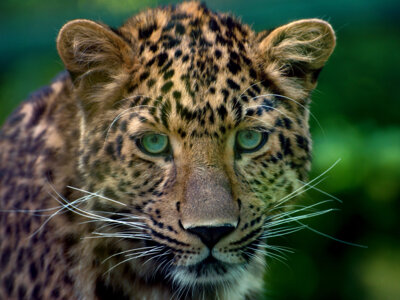 Panter 3