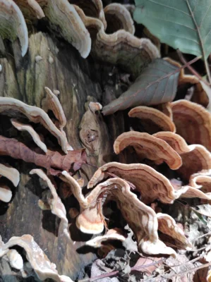 Pilz Baum