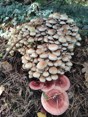 Pilze